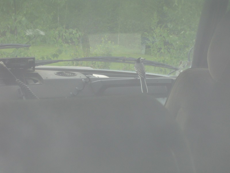 [Image: tirppa2.jpg]